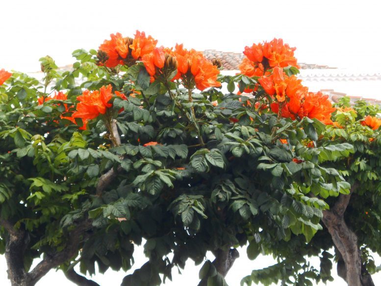 Tulpenbaum
