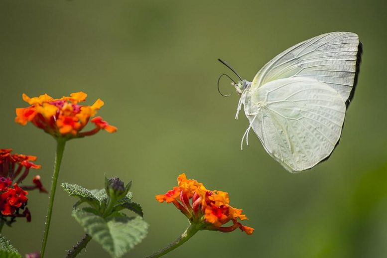 Schmetterling - auswandern