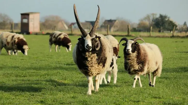 Schafe - Agrarökologie