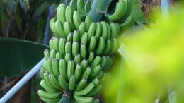 Früchte - Tazacorte