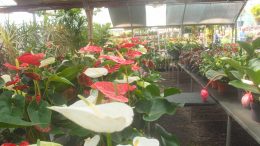 Pflanzencenter - Blumen