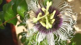 Passionsfrucht - Maracuja