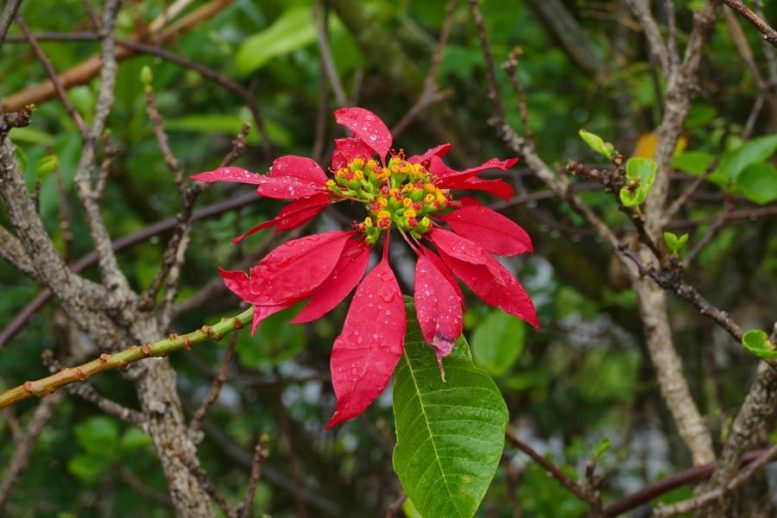 Weihnachtsstern - Wolken