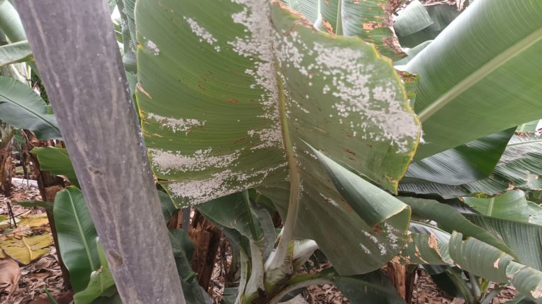Schädlinge - Bananen-Plantagen