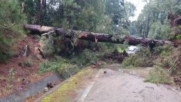 Gestern Abend stürzte eine große Kiefer auf die Straße LP-1 in der Nähe des Forsthauses Garafía