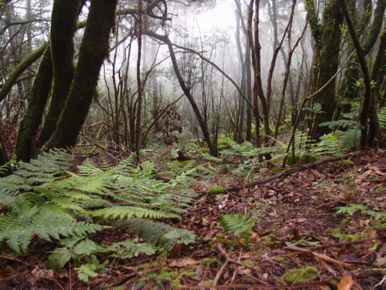 Wandern durch den Nebelwald von Los Tilos kann auch Spaß machen