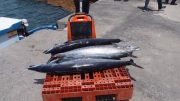Fischfang in Pueto de Tazacorte/ Arbeitsmarktdaten La Palma