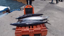 Fischfang in Pueto de Tazacorte/ Arbeitsmarktdaten La Palma