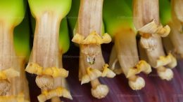 Die echten Bananenblüten/ La Palma Banane Nachhaltigkeit