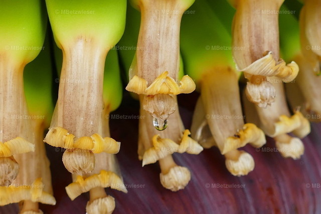 Die echten Bananenblüten/ La Palma Banane Nachhaltigkeit