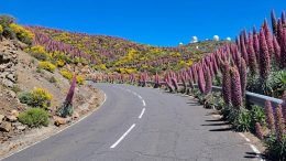Selbst auf der Zufahrtsstraße..." Ein Vorgeschmack auf die Blütenwunder auf dem Weg zum Roque. Ende Mai/Juni Natternköpfe Roque de Los Muchachos La Palma