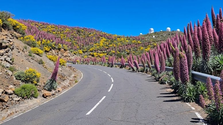 Selbst auf der Zufahrtsstraße..." Ein Vorgeschmack auf die Blütenwunder auf dem Weg zum Roque. Ende Mai/Juni Natternköpfe Roque de Los Muchachos La Palma