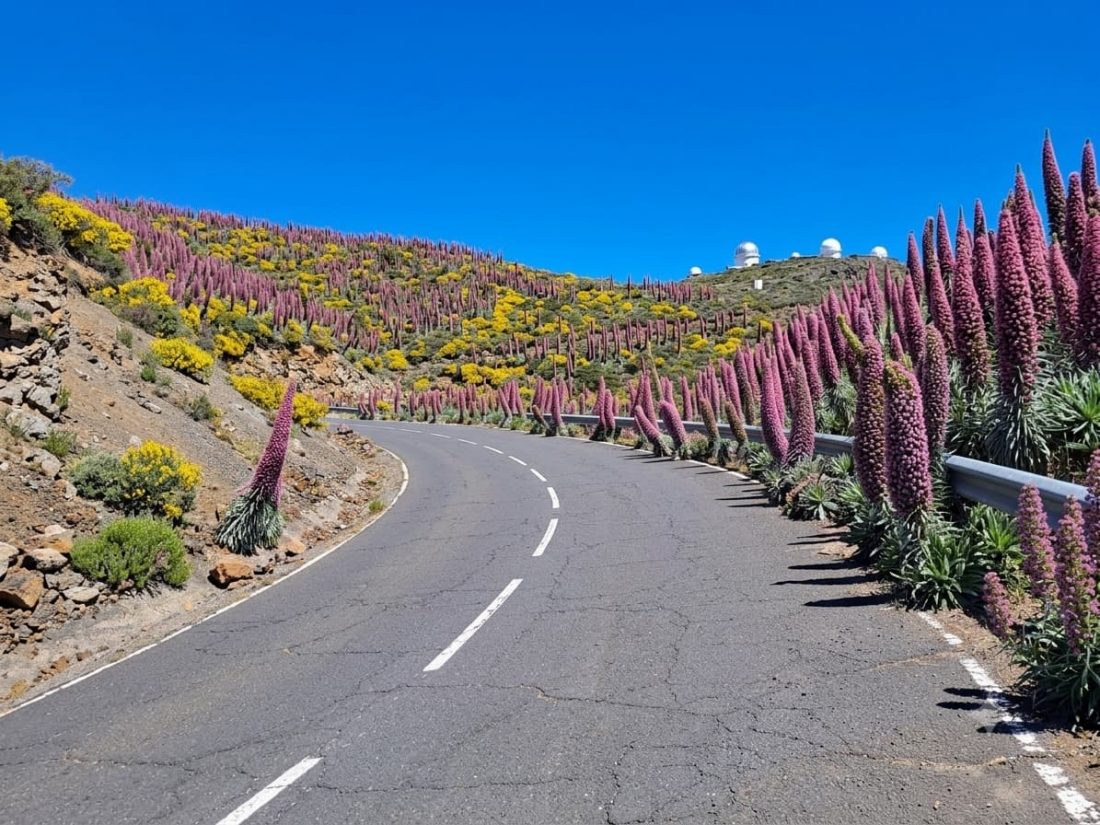 Selbst auf der Zufahrtsstraße..." Ein Vorgeschmack auf die Blütenwunder auf dem Weg zum Roque. Ende Mai/Juni Natternköpfe Roque de Los Muchachos La Palma