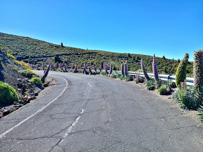"Selbst auf der Zufahrtsstraße..." Ein Vorgeschmack auf die Blütenwunder auf dem Weg zum Roque. Ende Mai/Juni Natternköpfe Roque de Los Muchachos La Palma.
