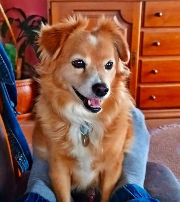 urlaub-mit-hund-la-palma