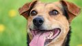 urlaub-mit-hund-la-palma
