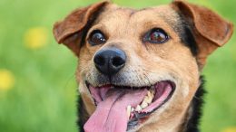 urlaub-mit-hund-la-palma