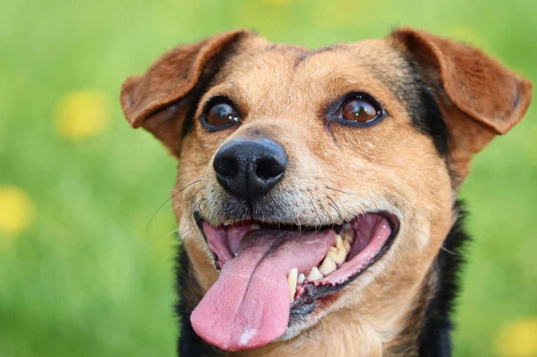 urlaub-mit-hund-la-palma