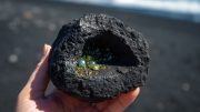 Olivin in einer Lavaknolle/ Mineralien La Palma