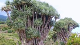 Drachenbaum bei El Tablado La Palma