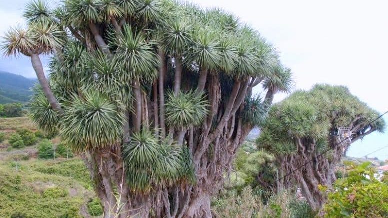 Drachenbaum bei El Tablado La Palma