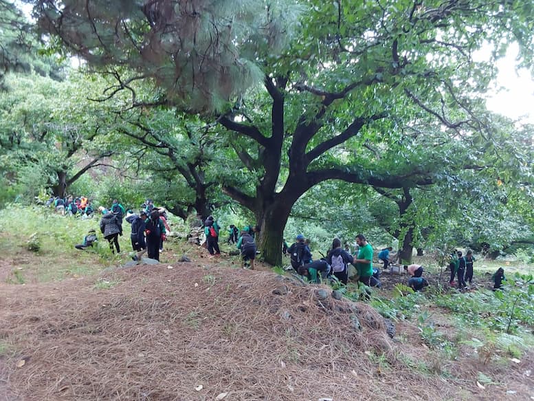 Kastanienbaum/ Kastanien La Palma